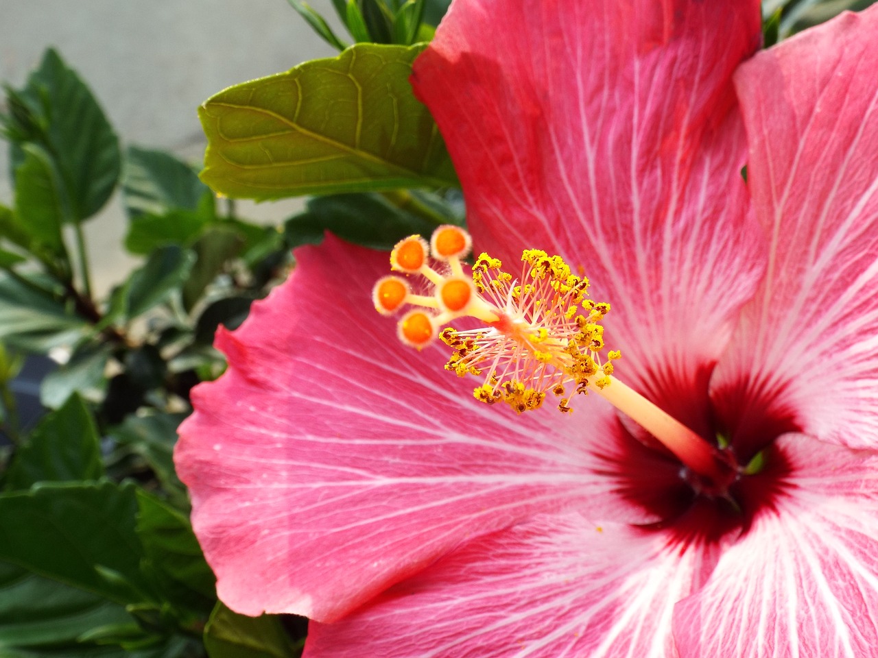 hibiscus pink flower free photo