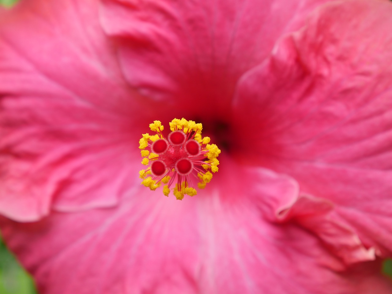 hibiscus flower spring free photo