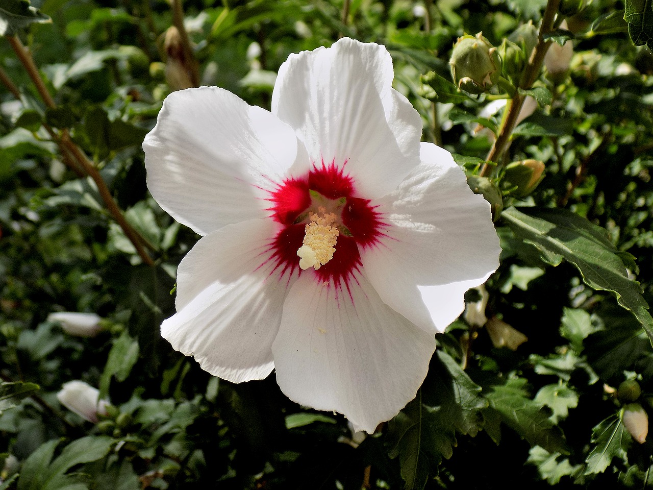 hibiscus flower white flower free photo