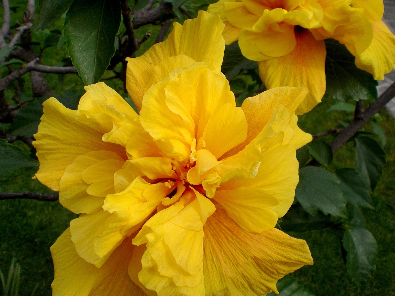 hibiscus plant marshmallow free photo