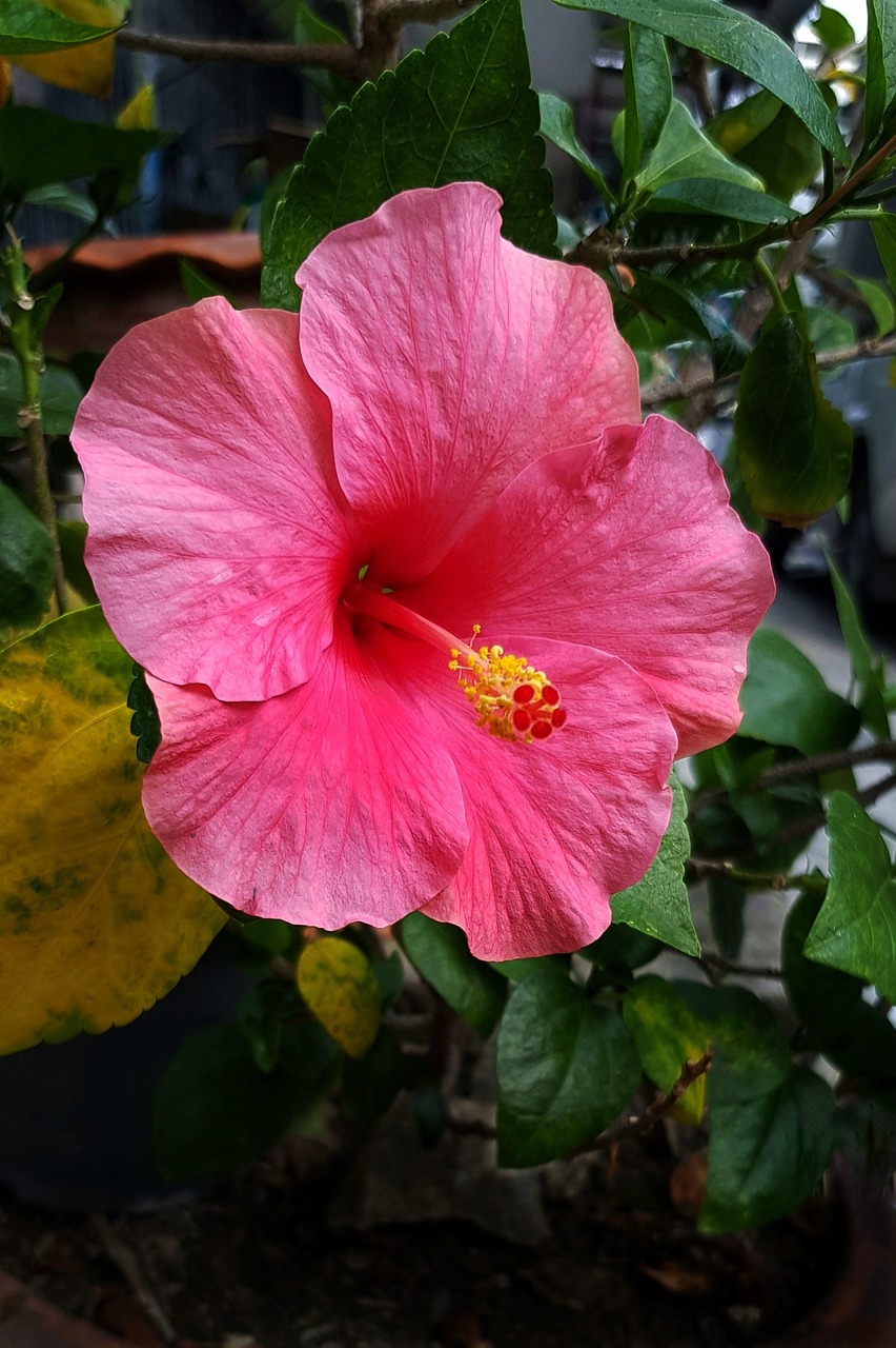 hibiscus pink flower free photo