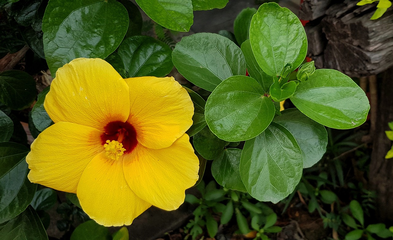 hibiscus full bloom free photo