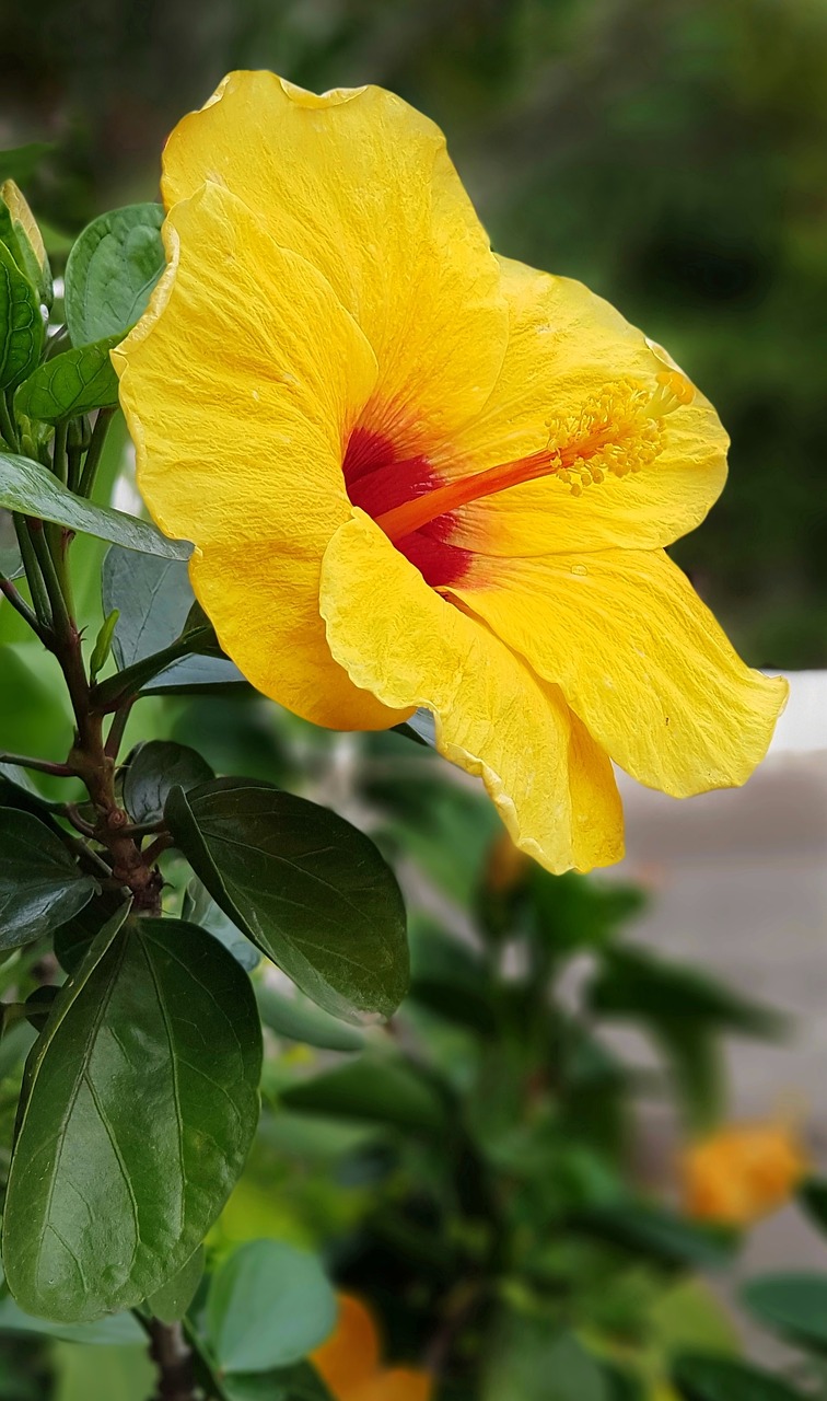 hibiscus yellow red free photo