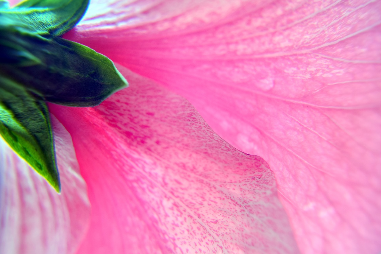 hibiscus flower pink free photo