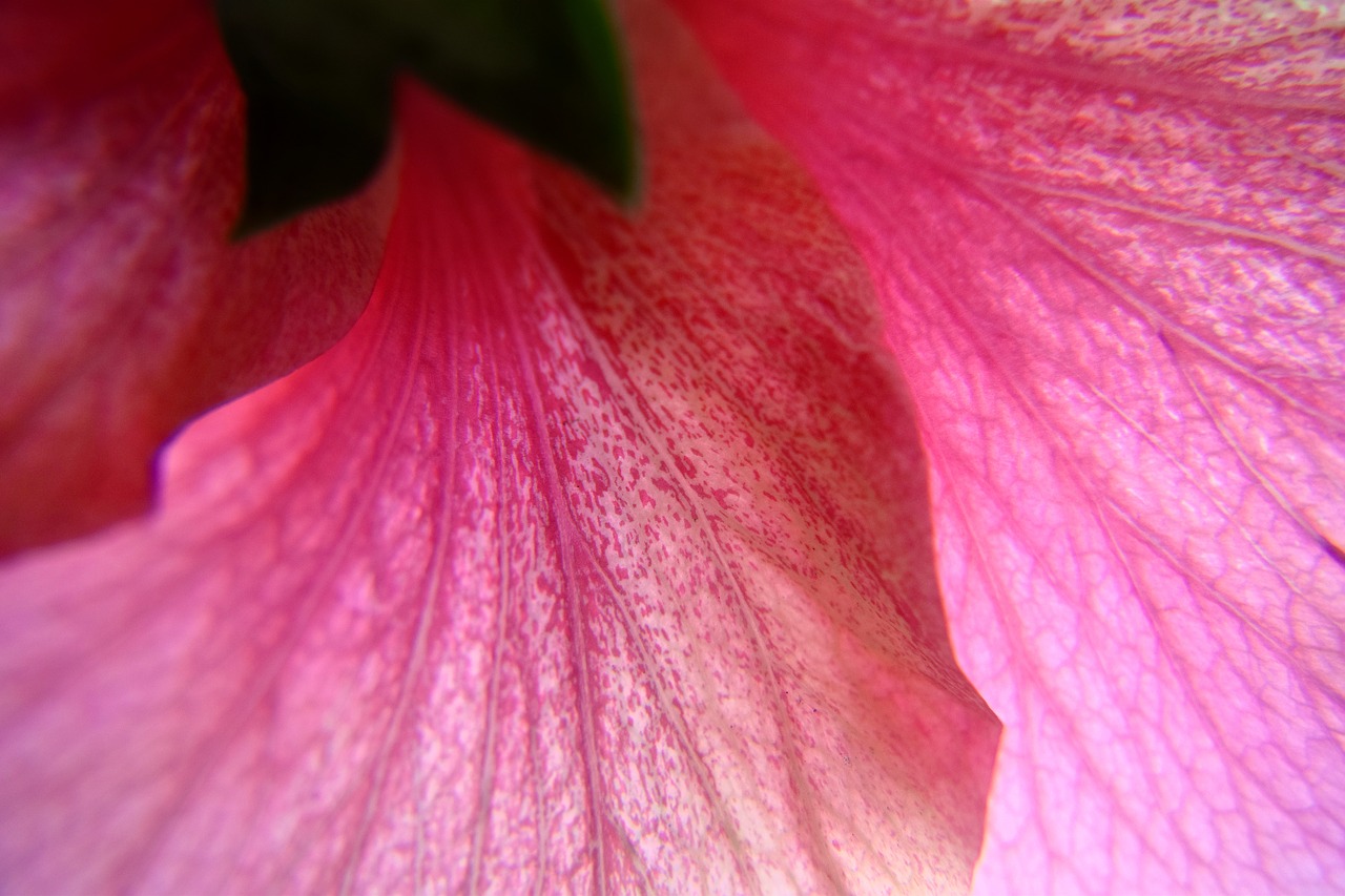 hibiscus flower pink free photo