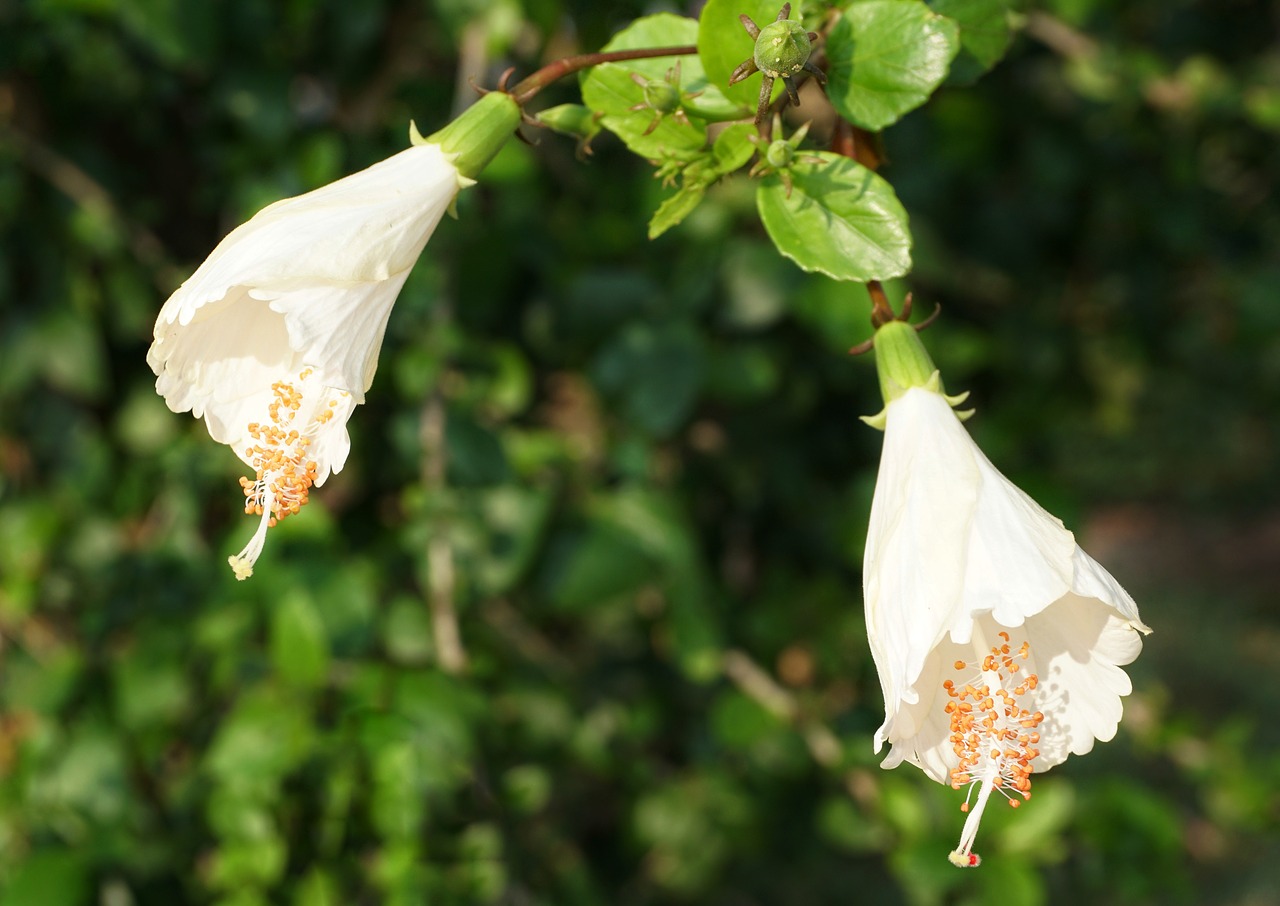 hibiscus white orange free photo