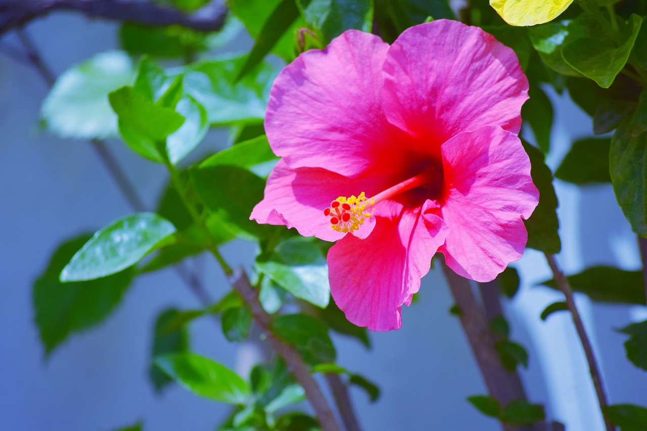 hibiscus red flower free photo