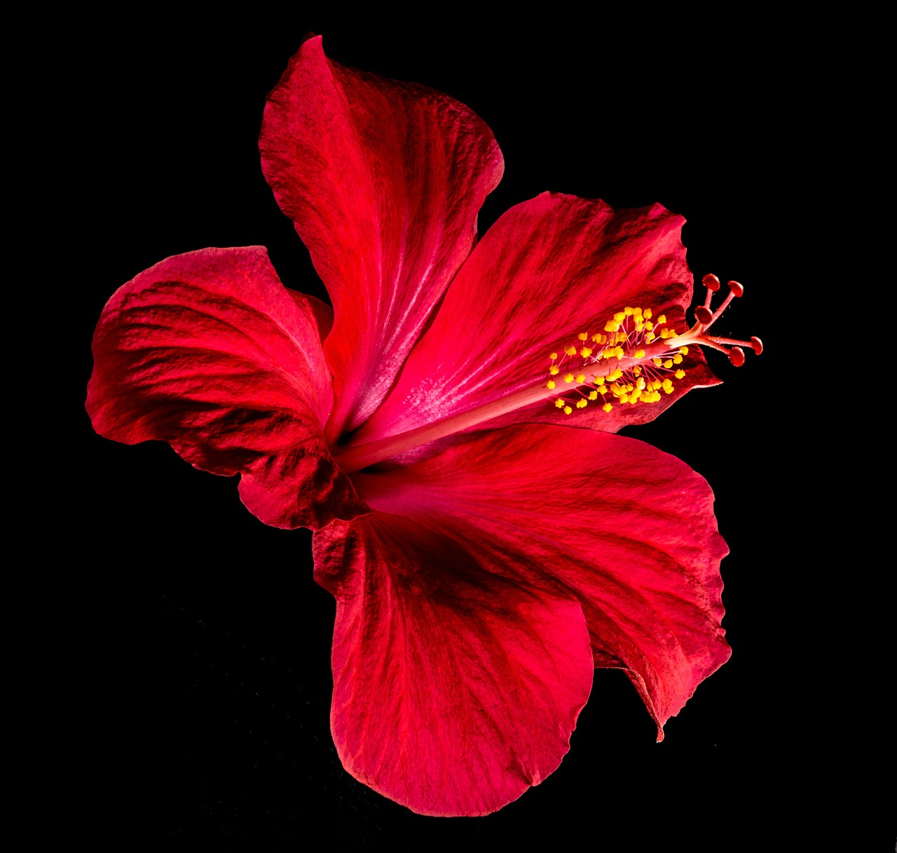 hibiscus blossom bloom free photo