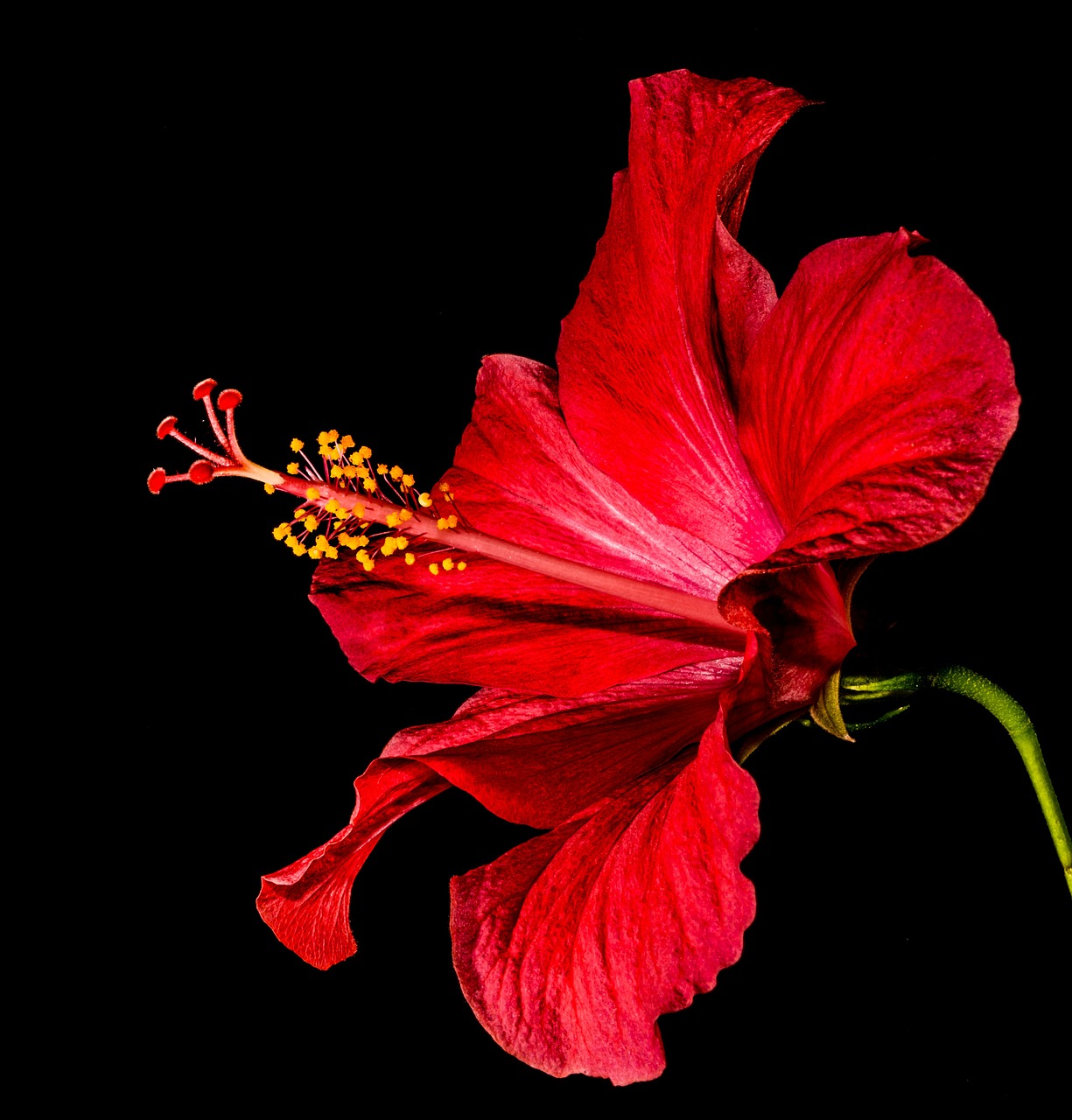 hibiscus blossom bloom free photo