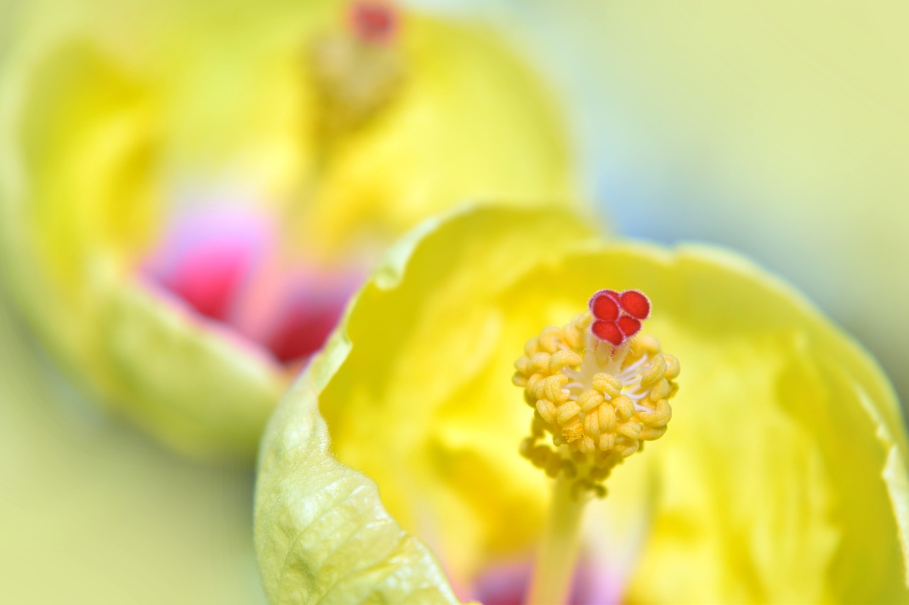 hibiscus flower yellow free photo