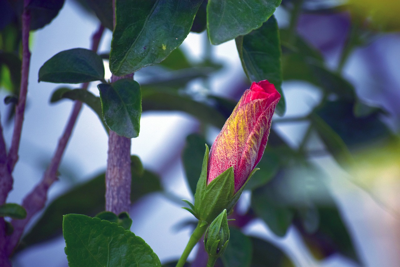 hibiscus bud red free photo