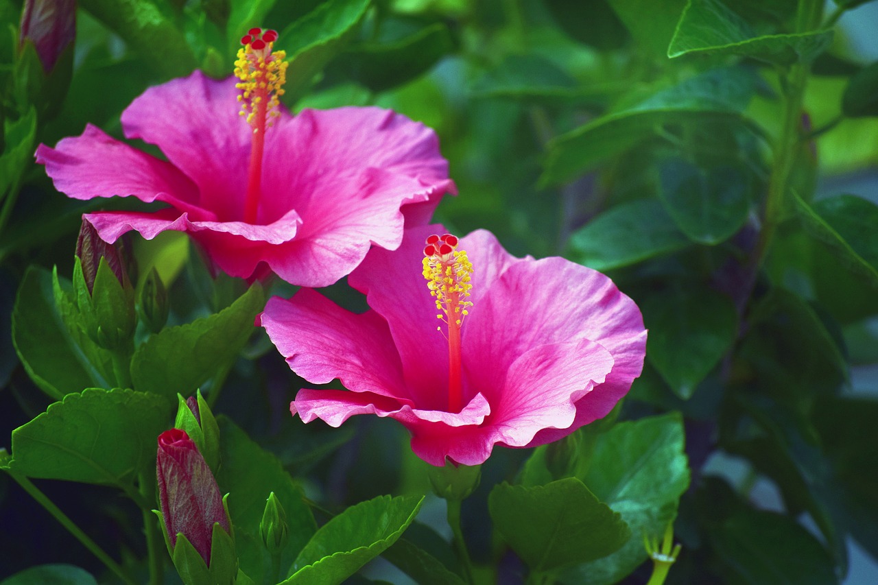 hibiscus  red  pink free photo
