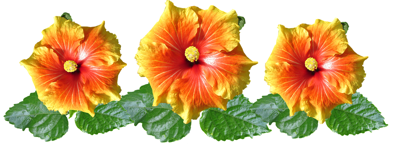 hibiscus  flowers  arrangement free photo