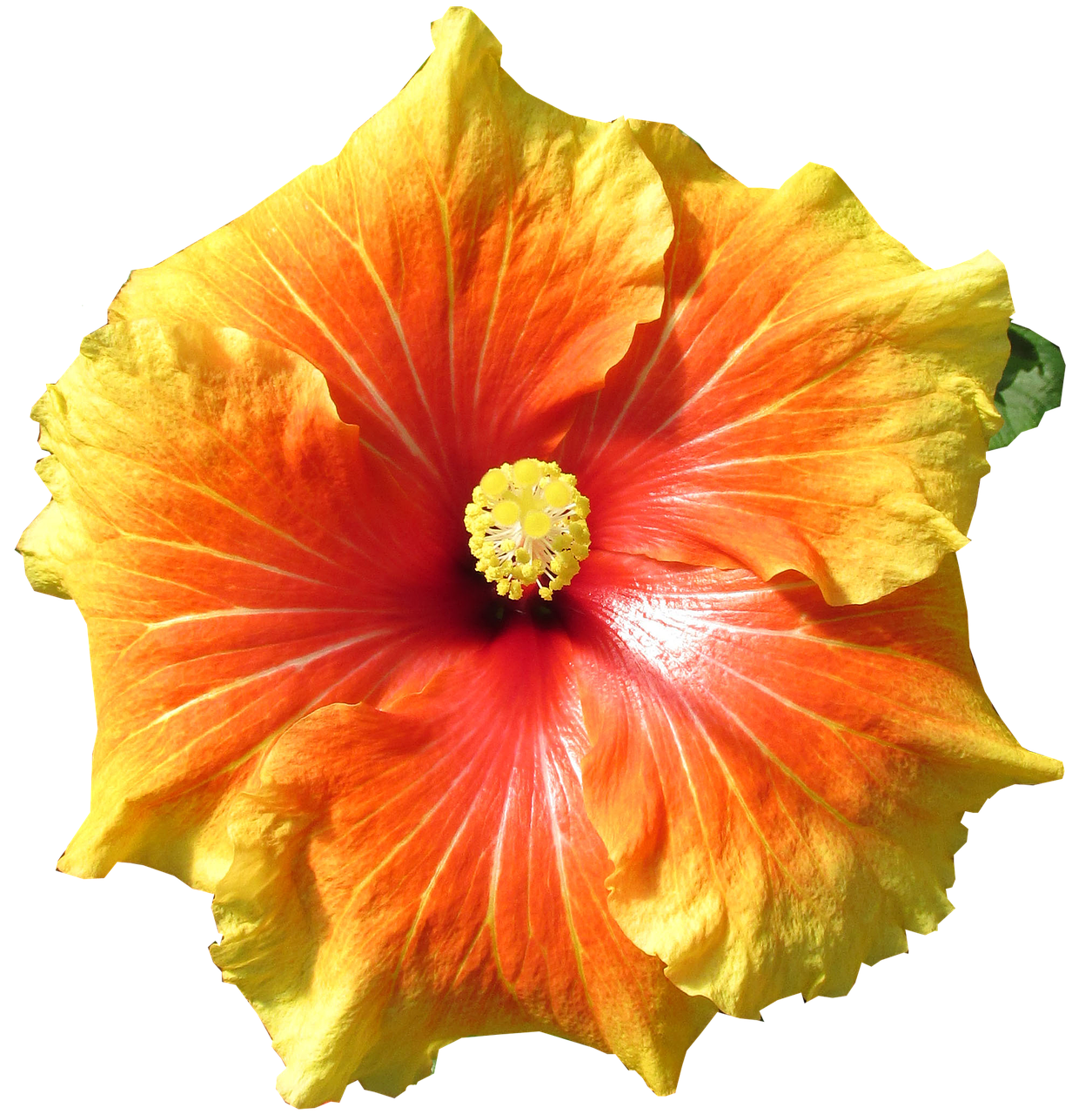 hibiscus  flower  tropical free photo