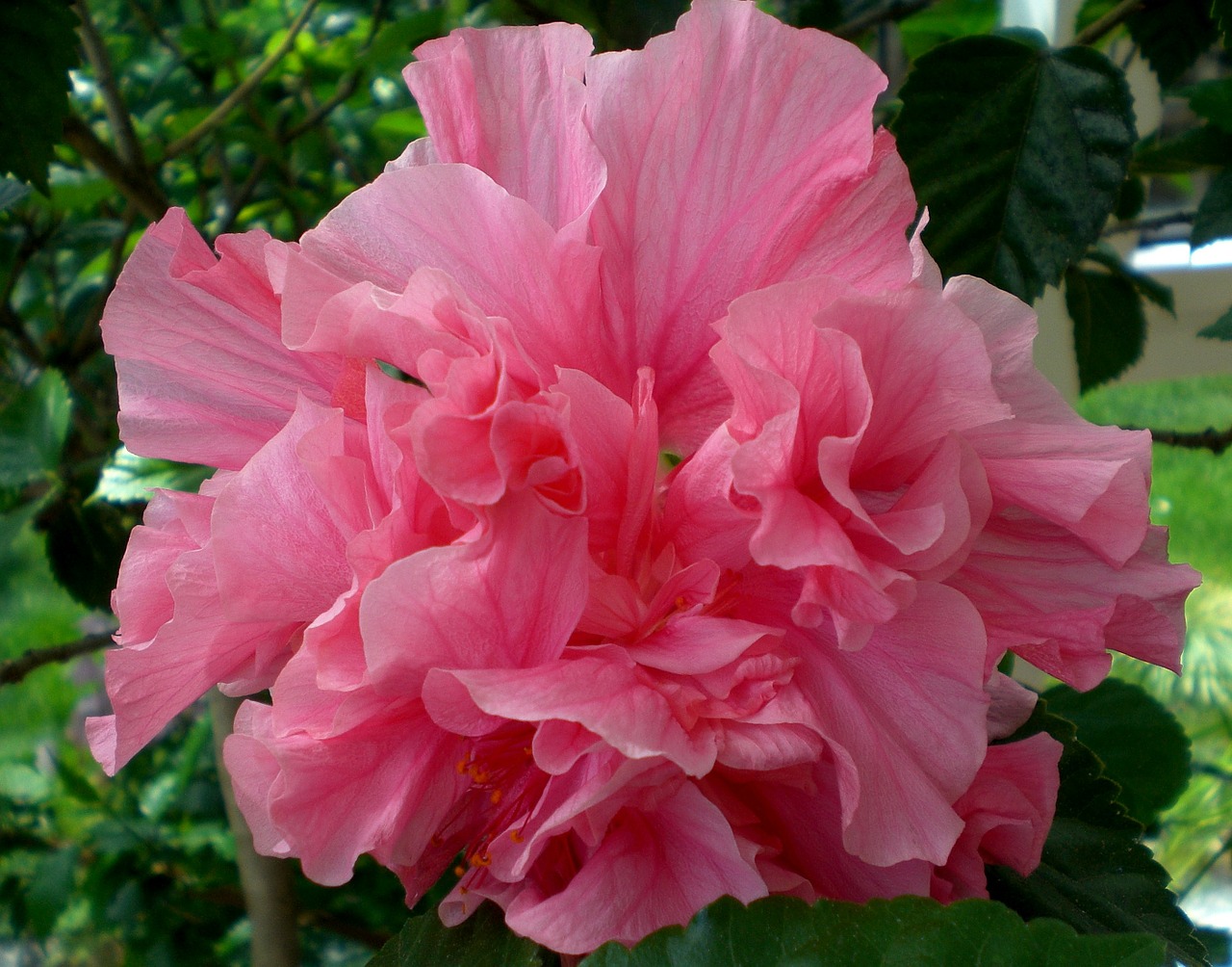 hibiscus blossom bloom free photo