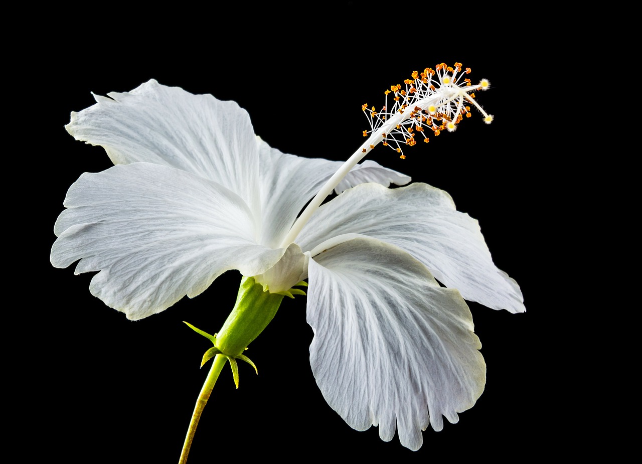 hibiscus blossom bloom free photo