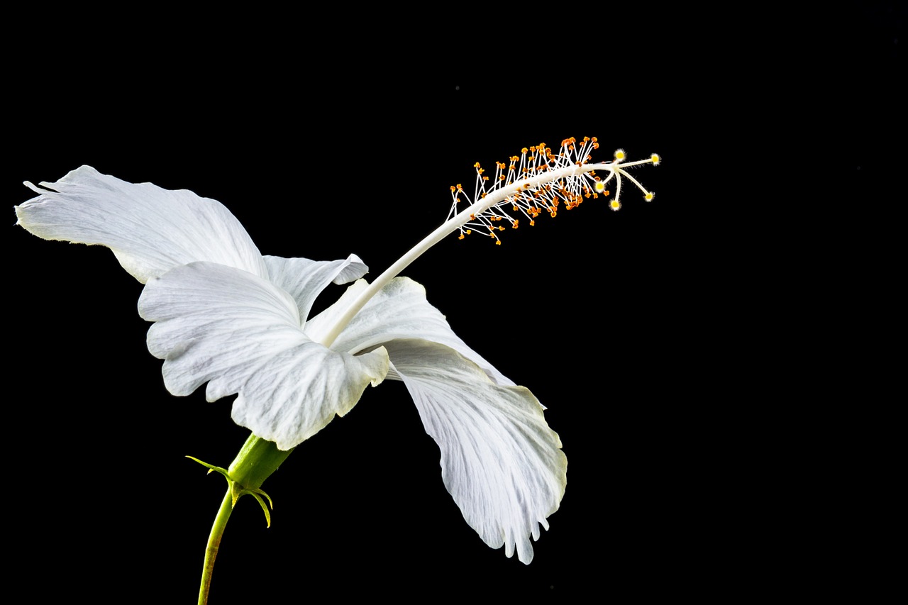 hibiscus blossom bloom free photo