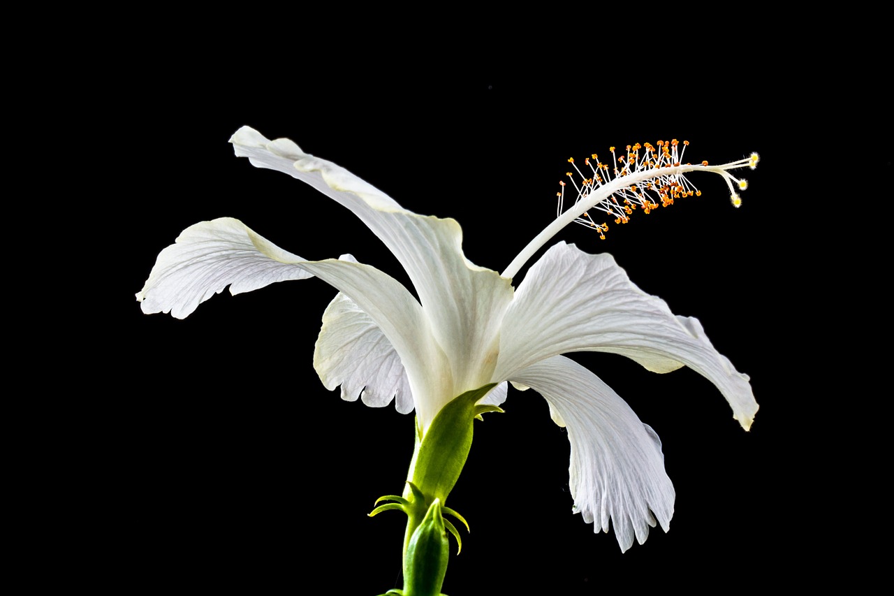 hibiscus blossom bloom free photo