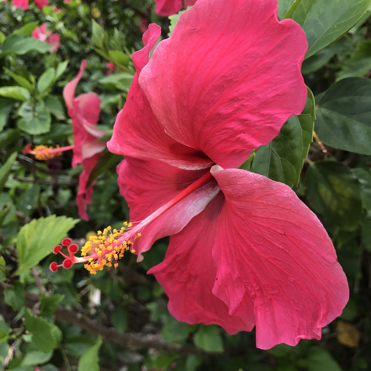 hibiscus  flower  pink free photo