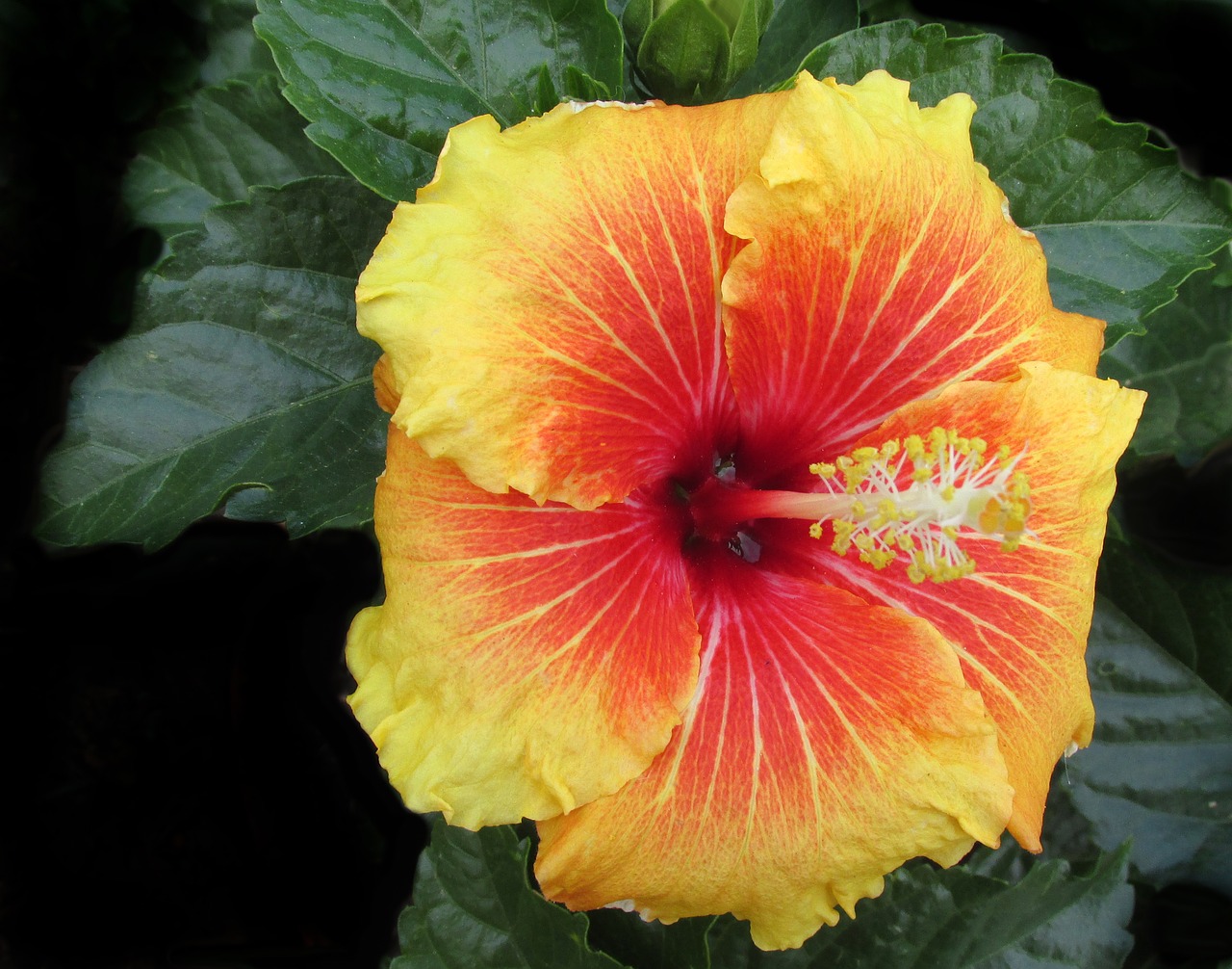 hibiscus  flower  tropical free photo