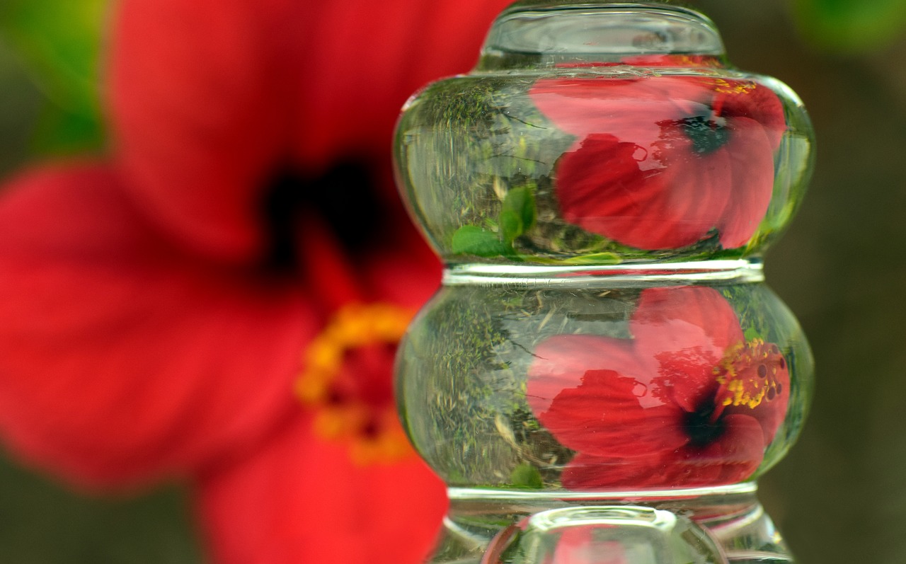 hibiscus  blossom  bloom free photo