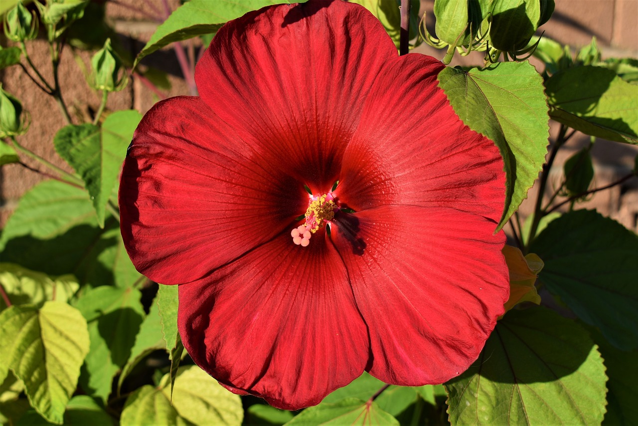 hibiscus  red flower  red hibiscus free photo