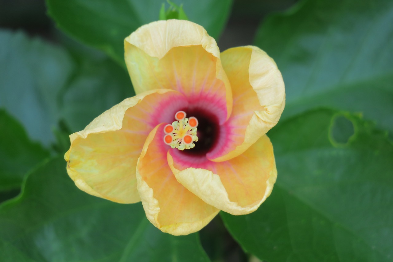 hibiscus  plant  flower free photo