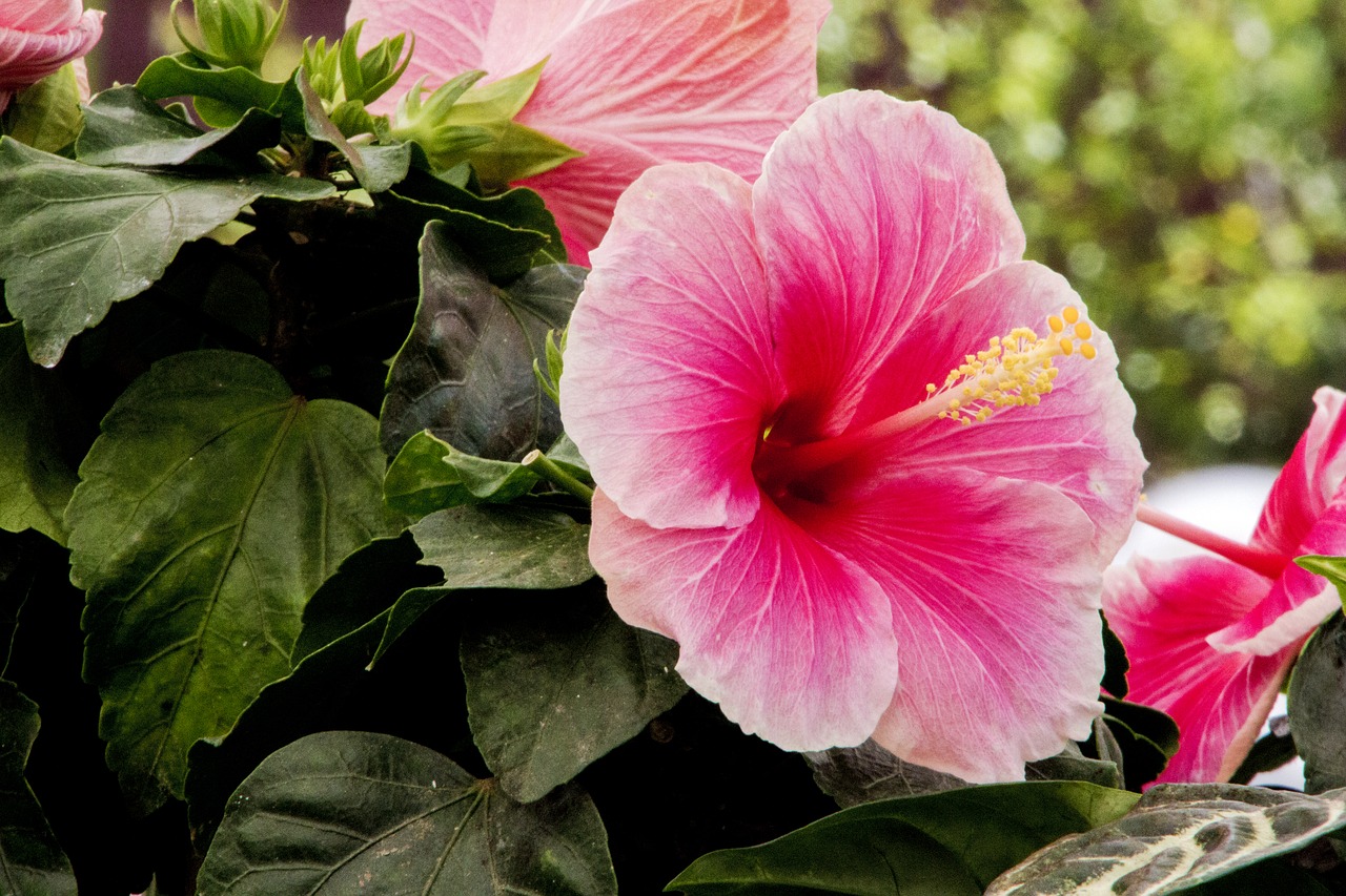 hibiscus  flower  pink flower free photo