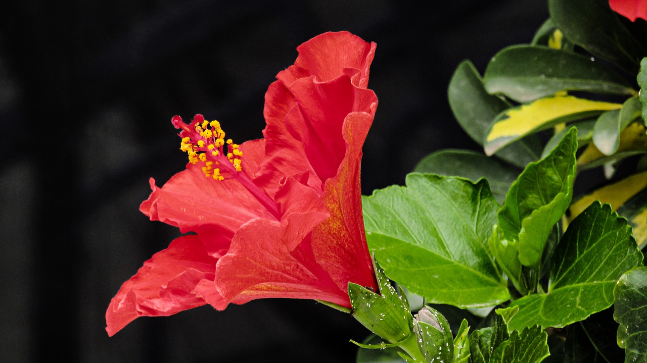 hibiscus  flower  tropical free photo