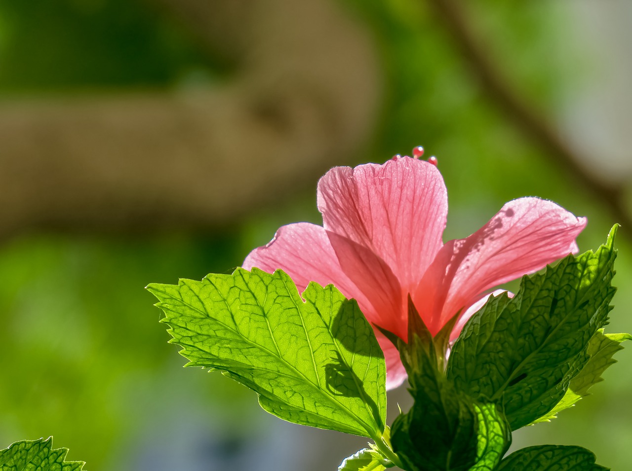 hibiscus  plant  flower free photo