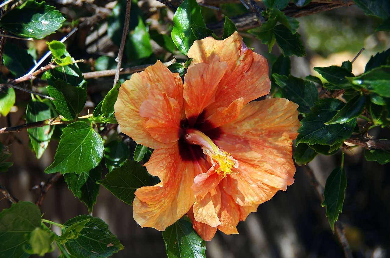 hibiscus  flower double  orange free photo