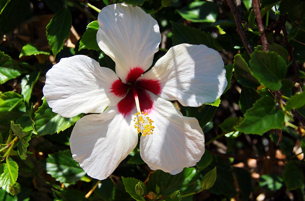 hibiscus  flower  white free photo