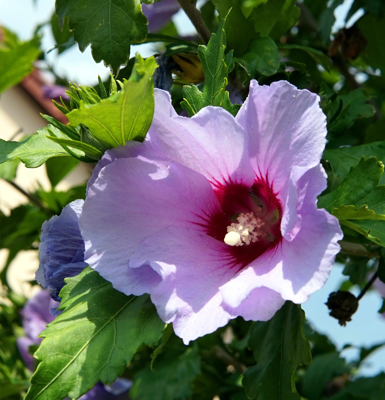 hibiscus  blue  flower free photo