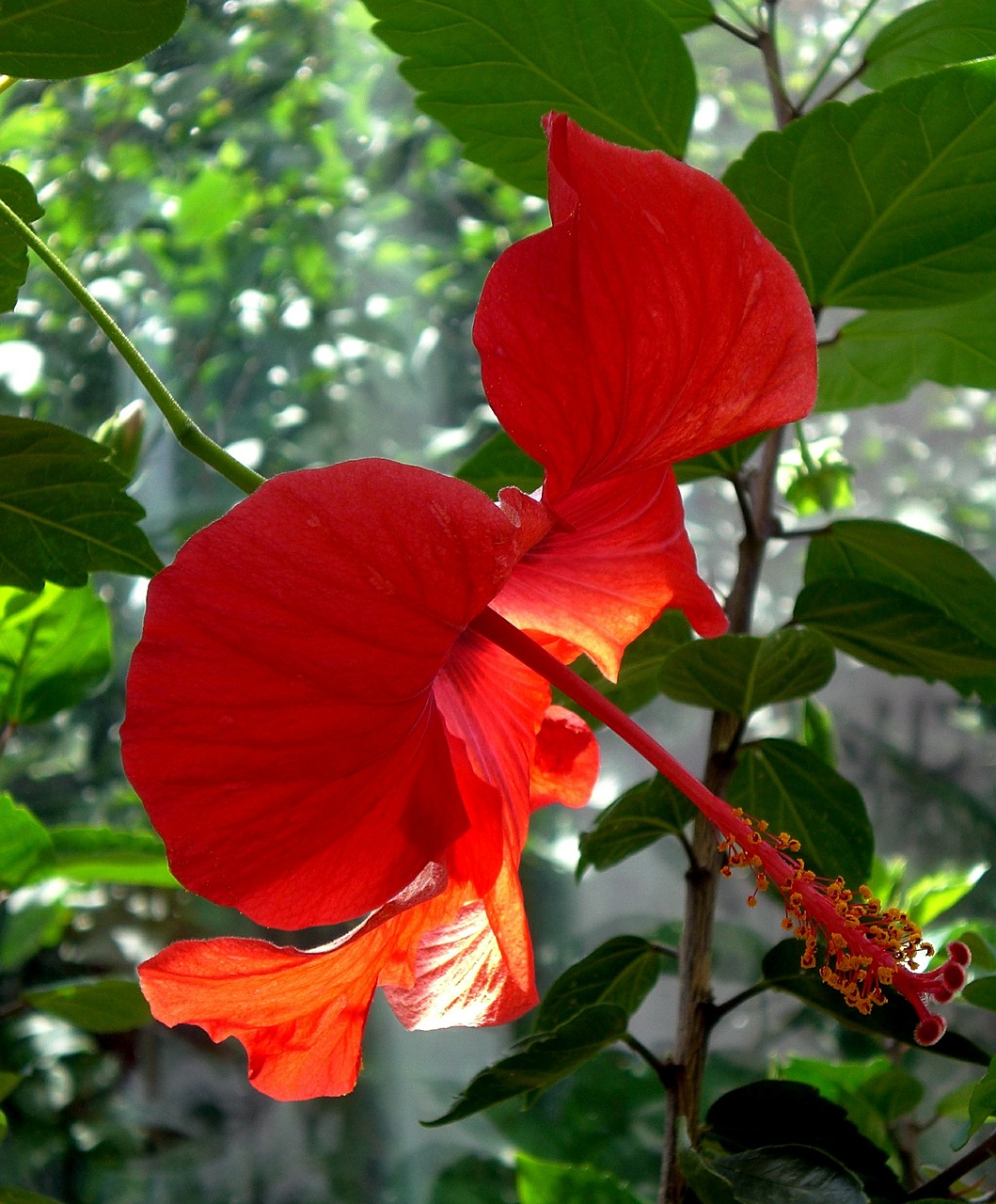 hibiscus mallow marshmallow free photo