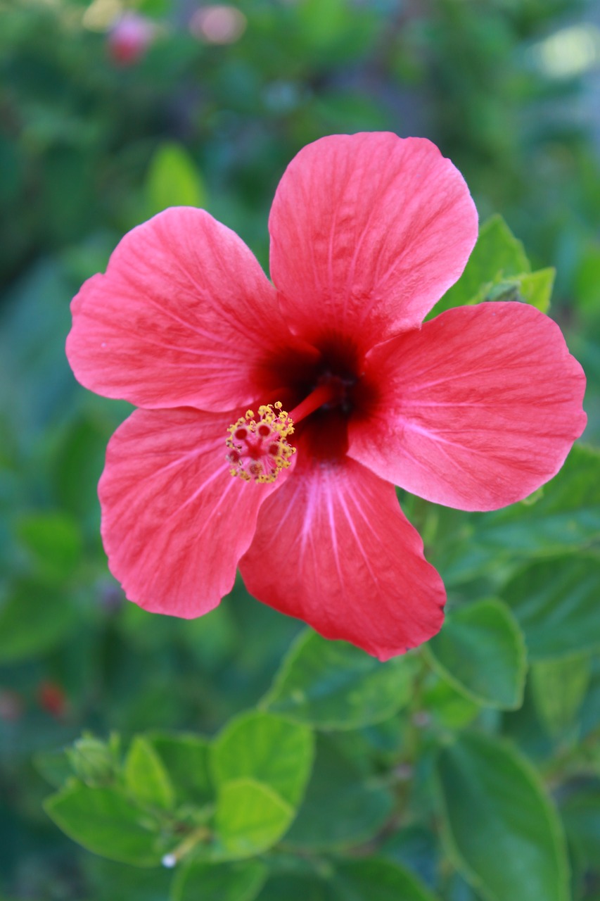 hibiscus  blossom  bloom free photo