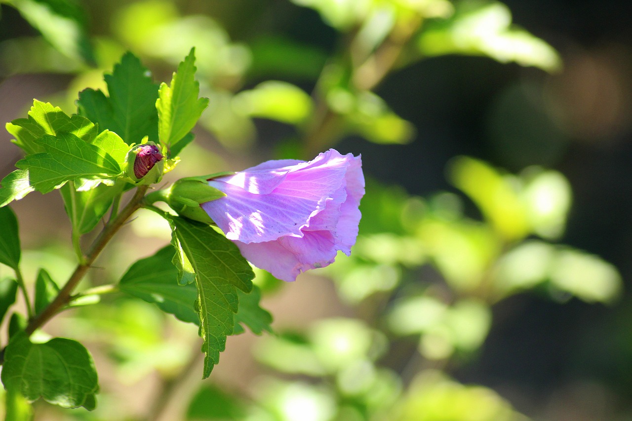 hibiscus  flower  violet free photo