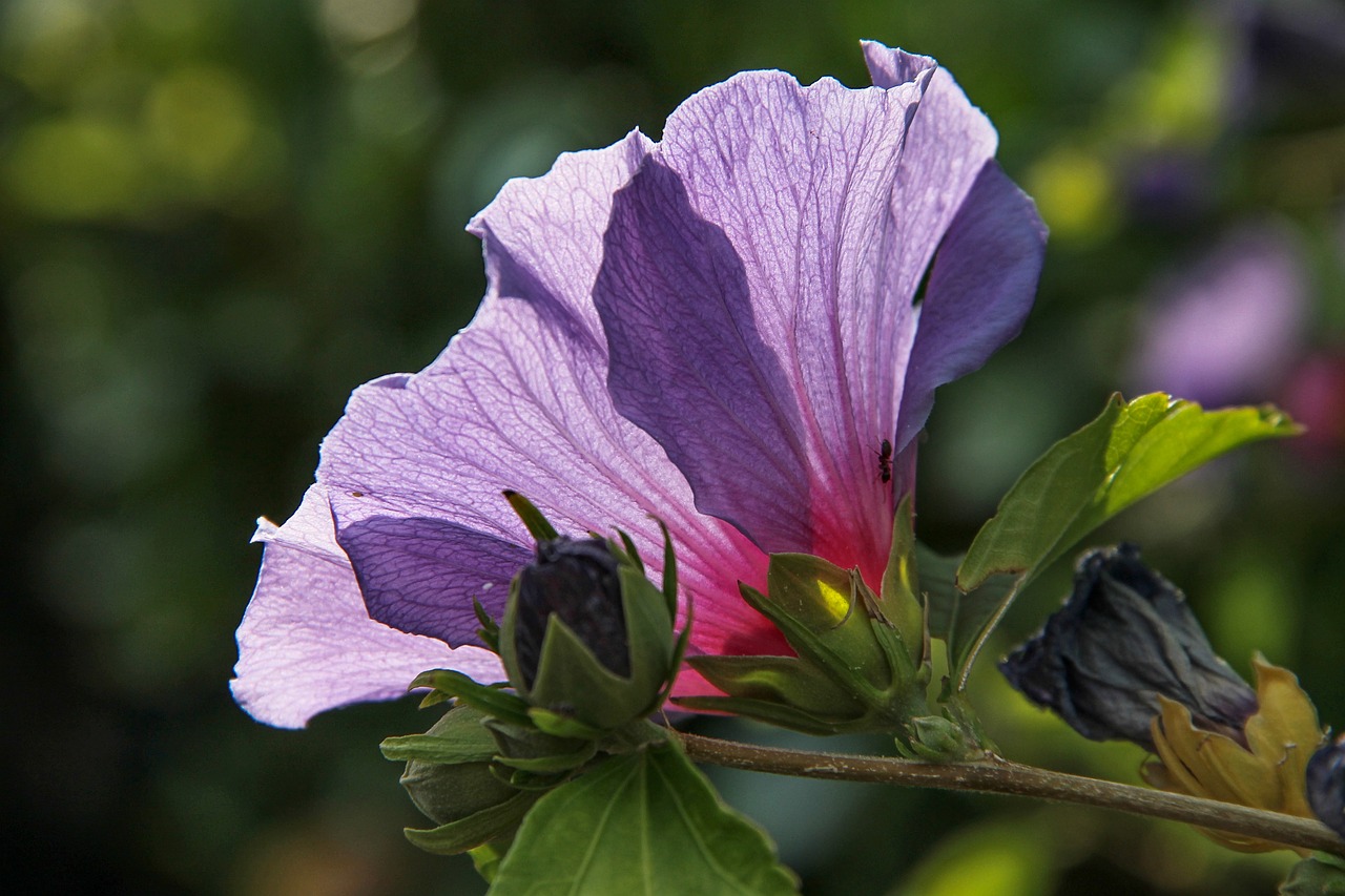 hibiscus  hibiscus syriacus  hibiscus marina free photo