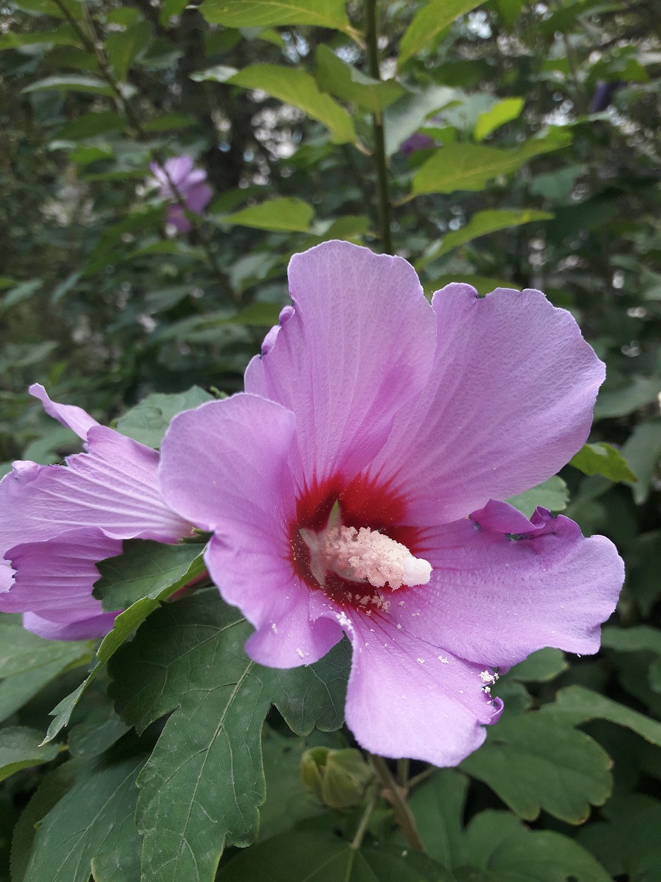 hibiscus  flowers  violet free photo