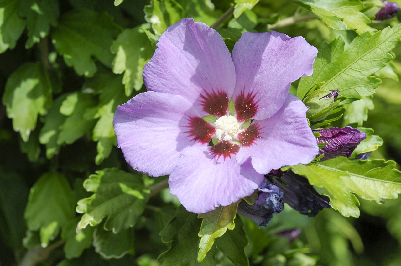 hibiscus  blossom  bloom free photo