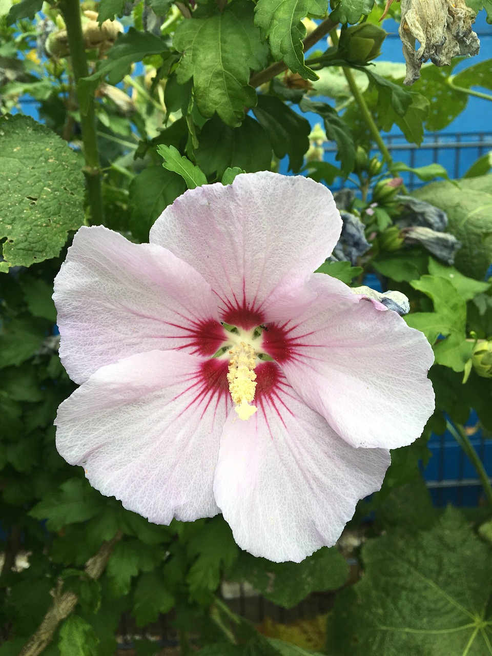 hibiscus  garden  blossom free photo