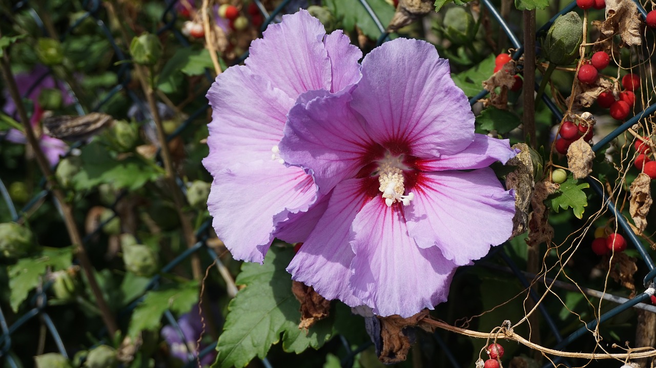 hibiscus  blossom  bloom free photo