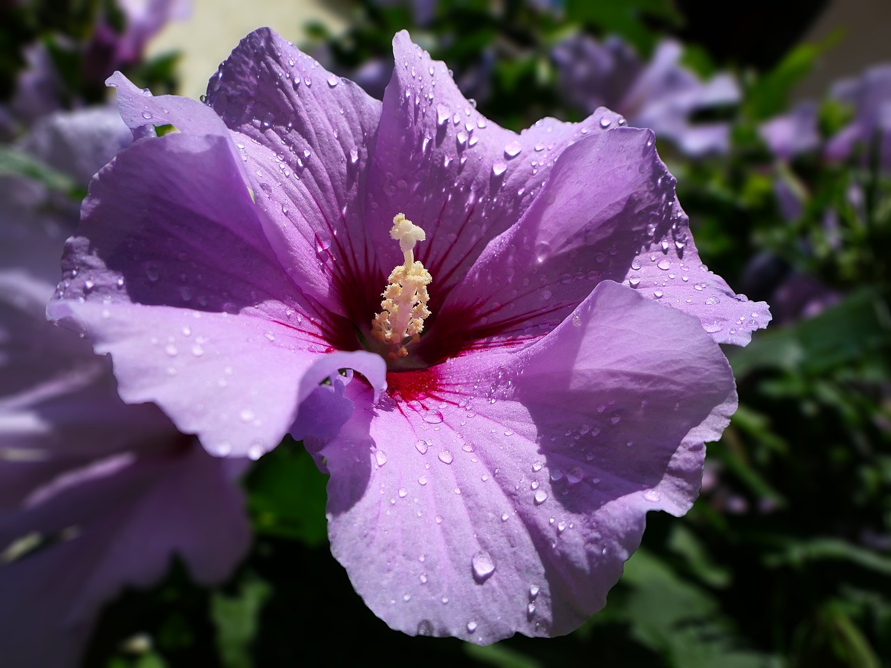 hibiscus  violet  petal free photo