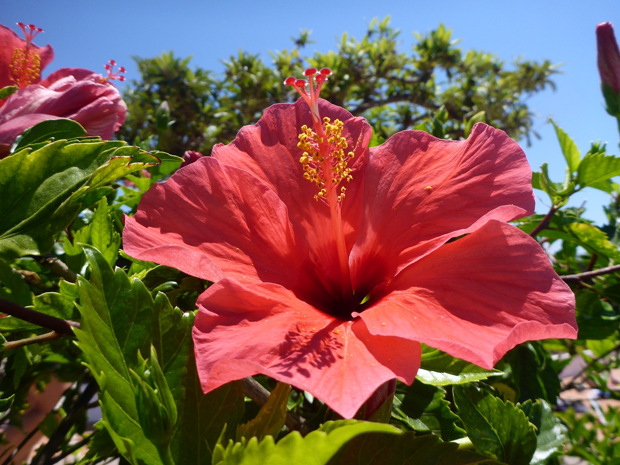 hibiscus  flower  garden free photo