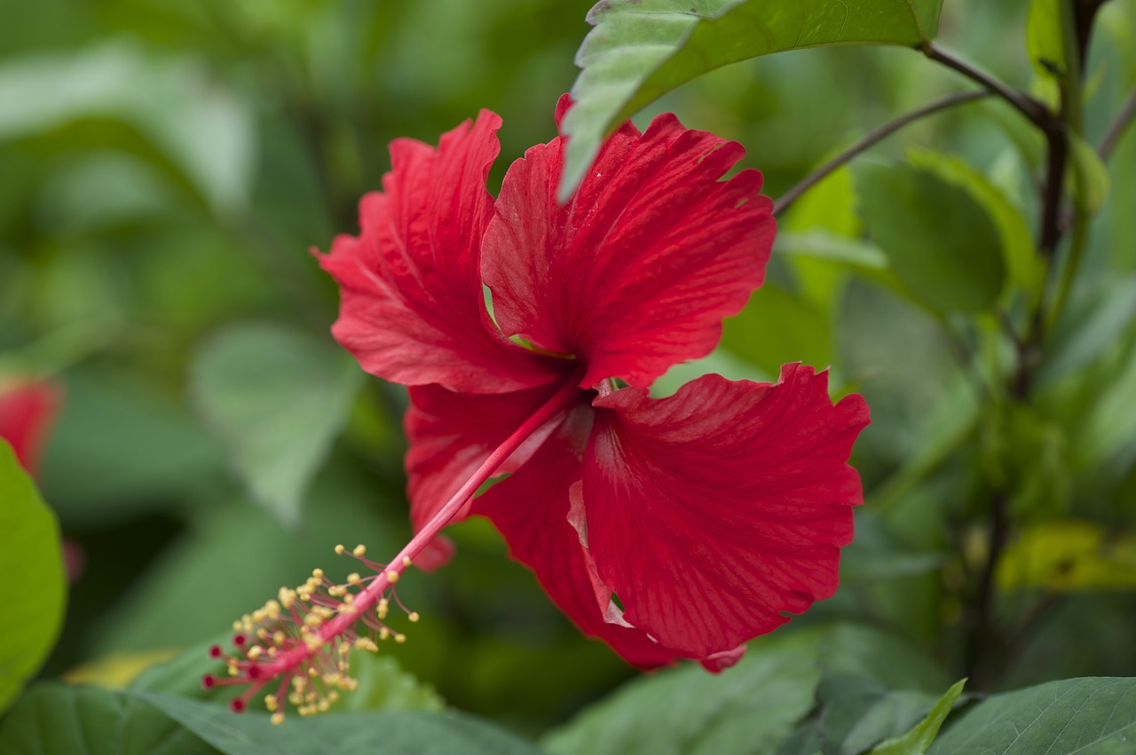 hibiscus  flowers  orchids free photo