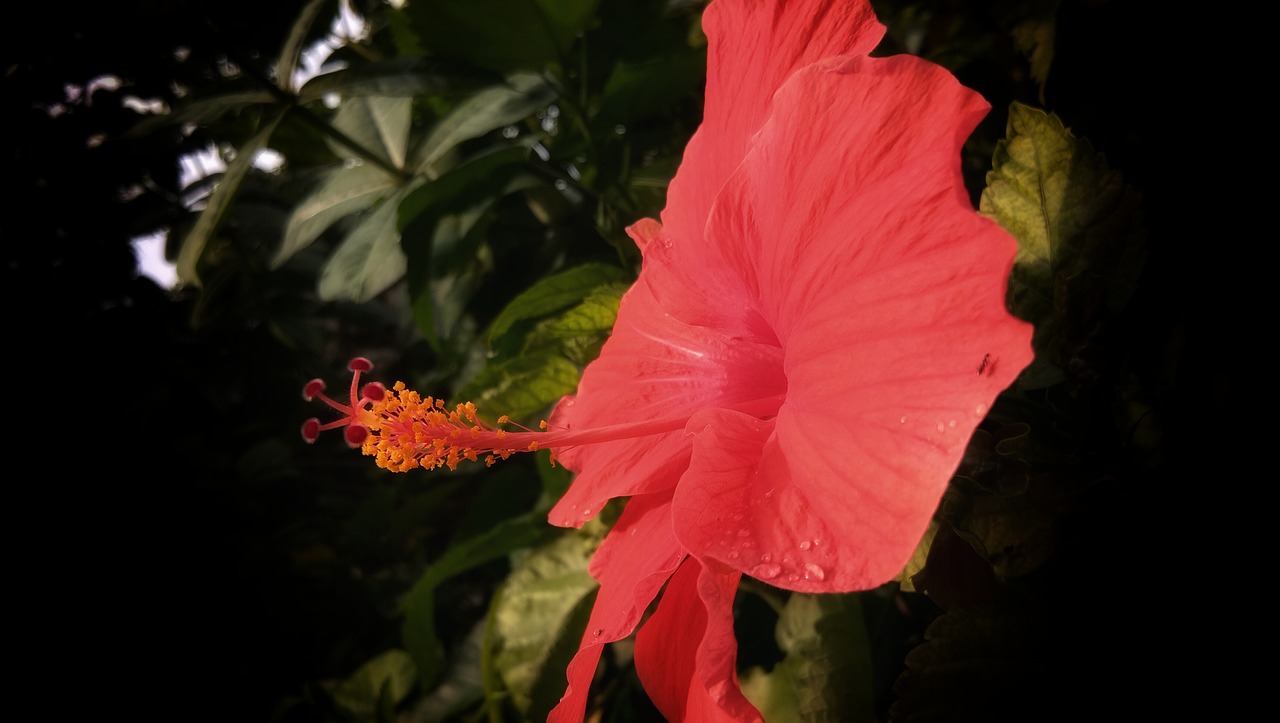 hibiscus  flower  bloom free photo