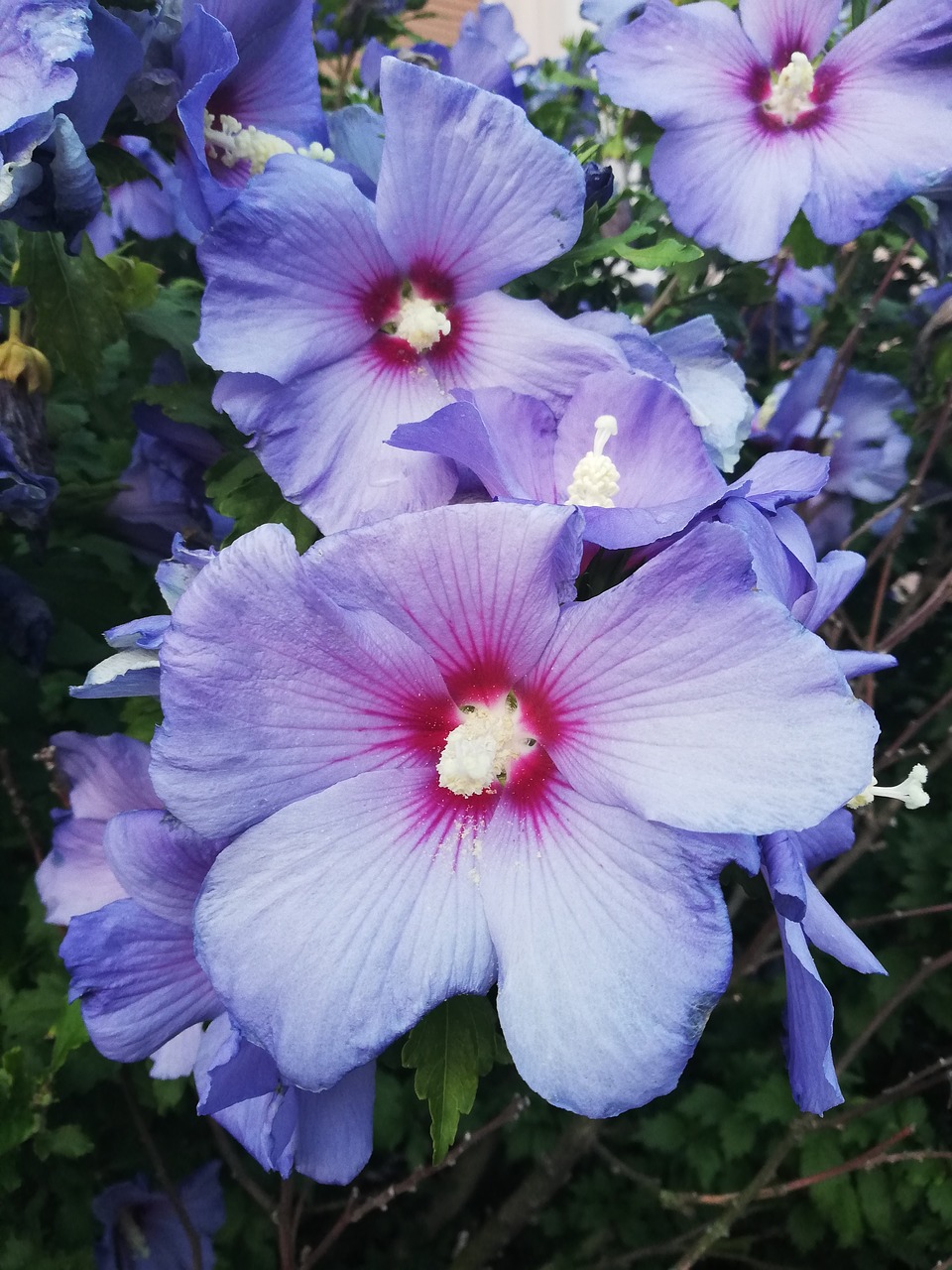 hibiscus  blue  flower free photo