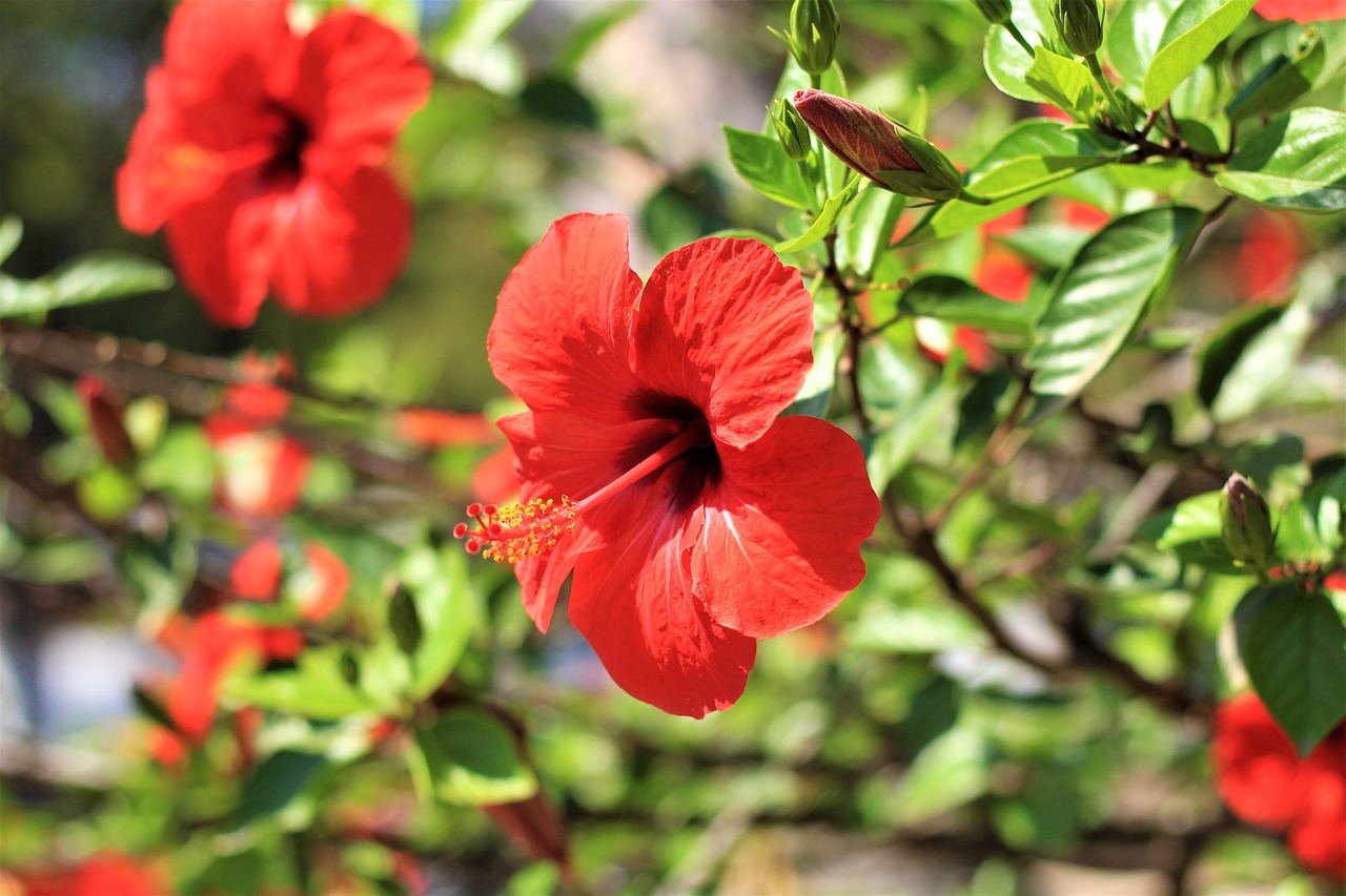 hibiscus  flower  blossom free photo