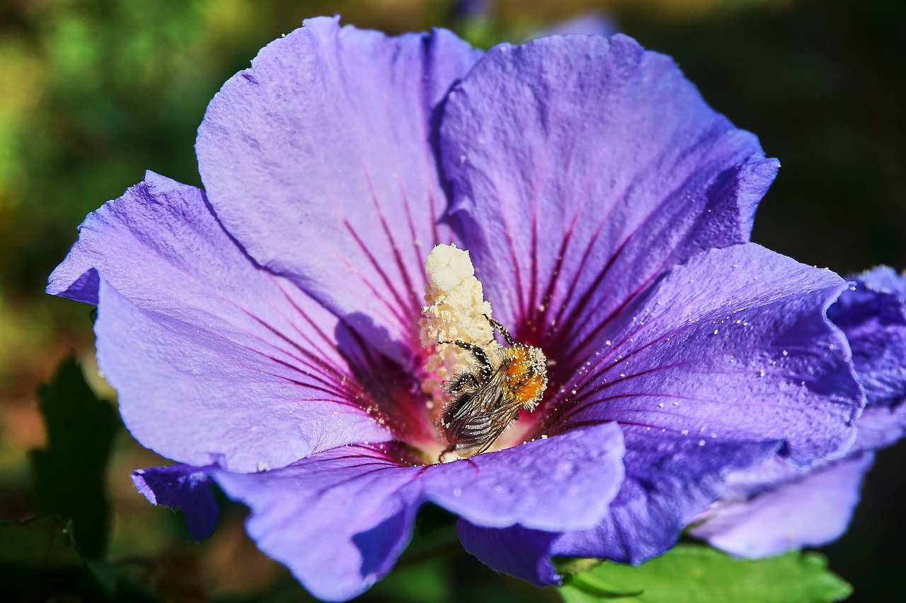 hibiscus  hummel  pollen free photo