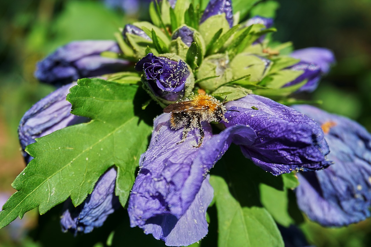 hibiscus  hummel  pollen free photo