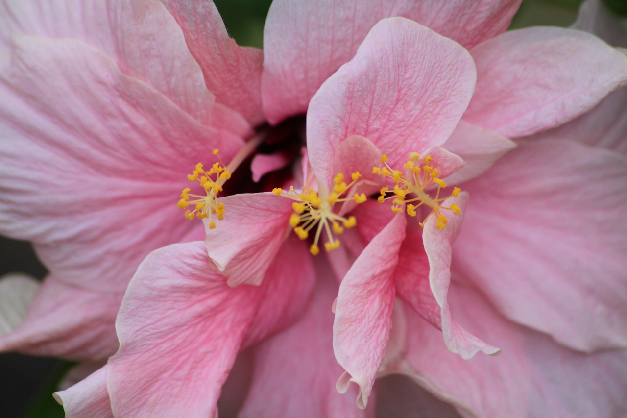 hibiscus  blossom  bloom free photo